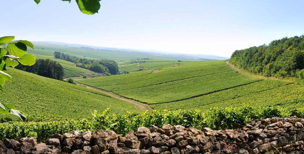 Louis Jadot